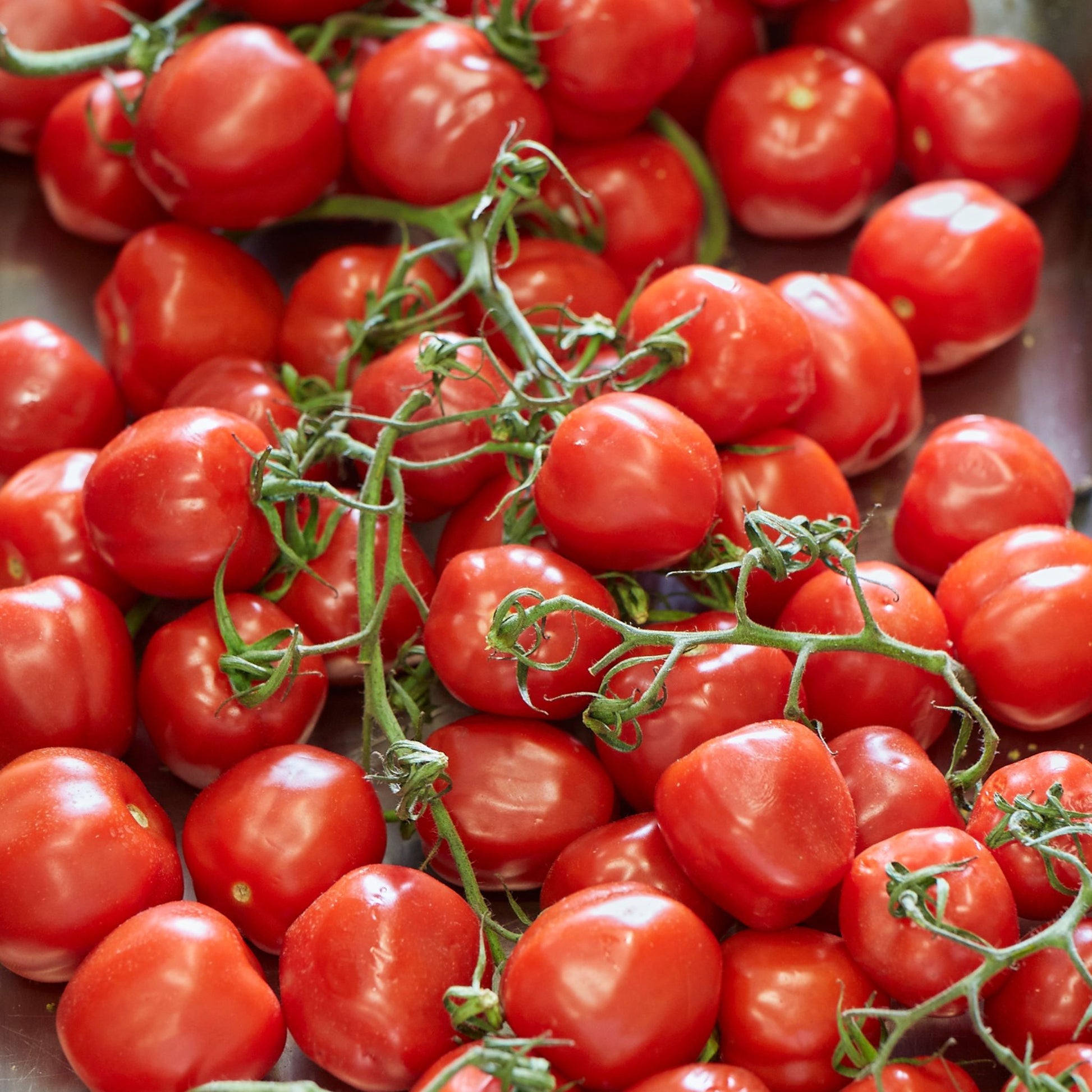 Beautiful cherry tomatoes on vines