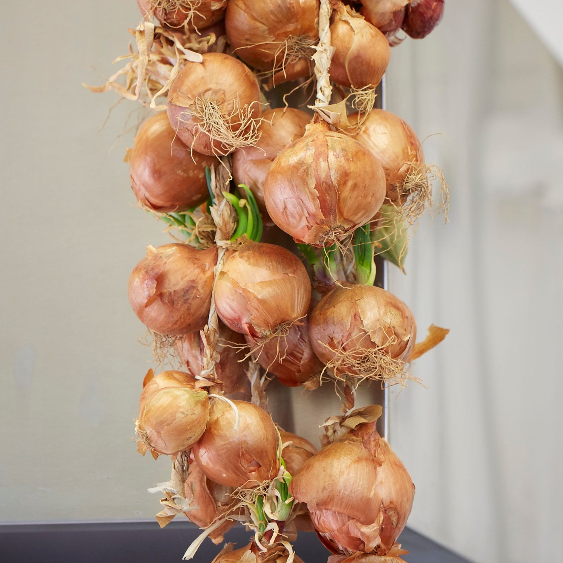Onions hanging down on a string